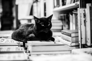 Decent Downloads Books with Cat